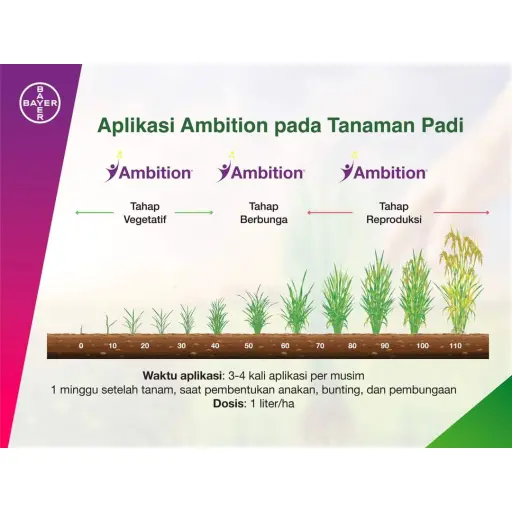 AMBITION 1 lt
