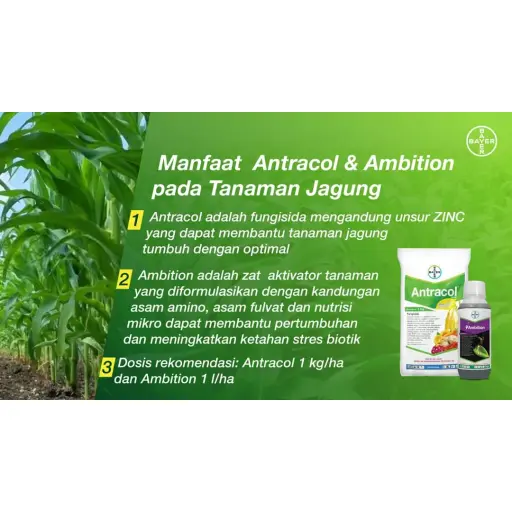 AMBITION 1 lt